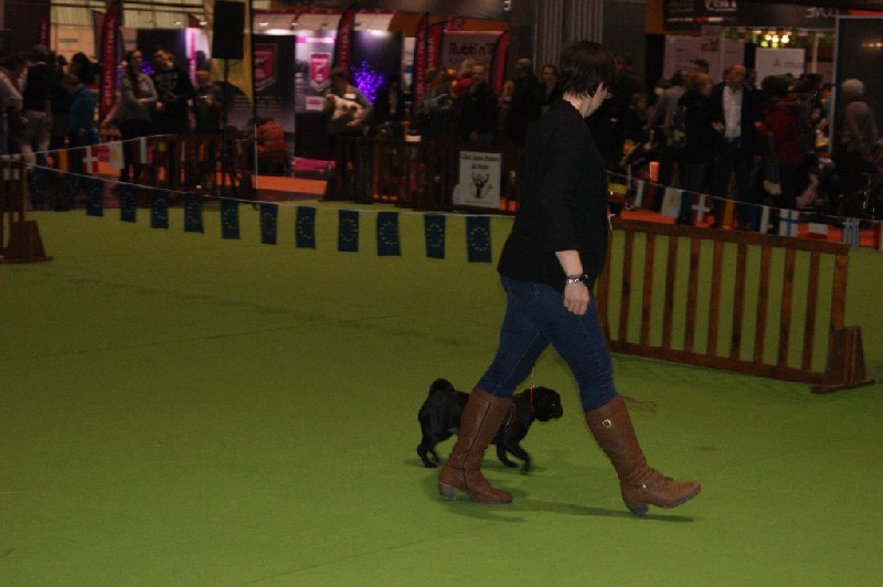 CH. Jane-bennet Des Seigneurs De Pemberley - Très Prometteur