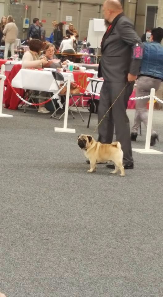 CH. seloy Heathcliff - 1er Excellent + RCAC + RCACIB