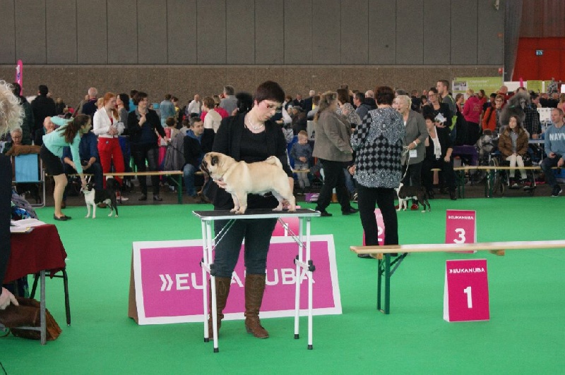 CH. seloy Heathcliff - 4e Très Bon