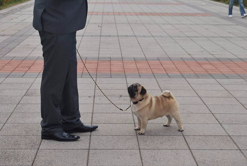 CH. seloy Heathcliff - 1er Excellent + CAC