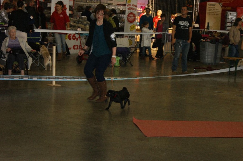 CH. Jane-bennet Des Seigneurs De Pemberley - 1er Très Prometteur