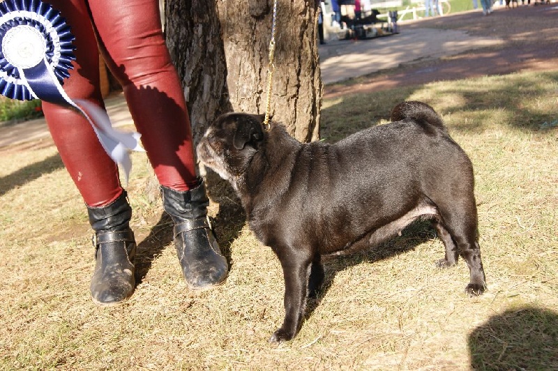 Diem hanh De la bacska - 1er Excellent + Meilleur Vétéran de race