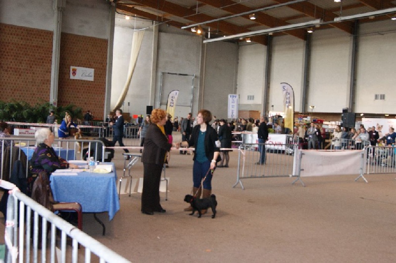 CH. Jane-bennet Des Seigneurs De Pemberley - Très prometteur + MEILLEUR PUPPY Carlin