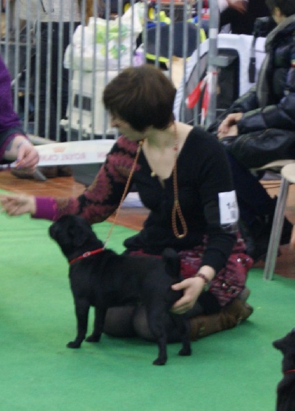 CH. Jane-bennet Des Seigneurs De Pemberley - Très Bon