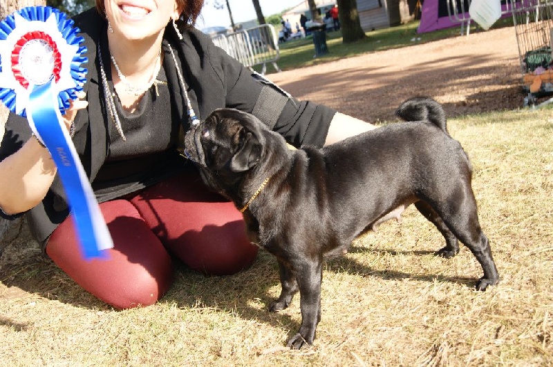 CH. Jane-bennet Des Seigneurs De Pemberley - 2e Excellent + RCACS