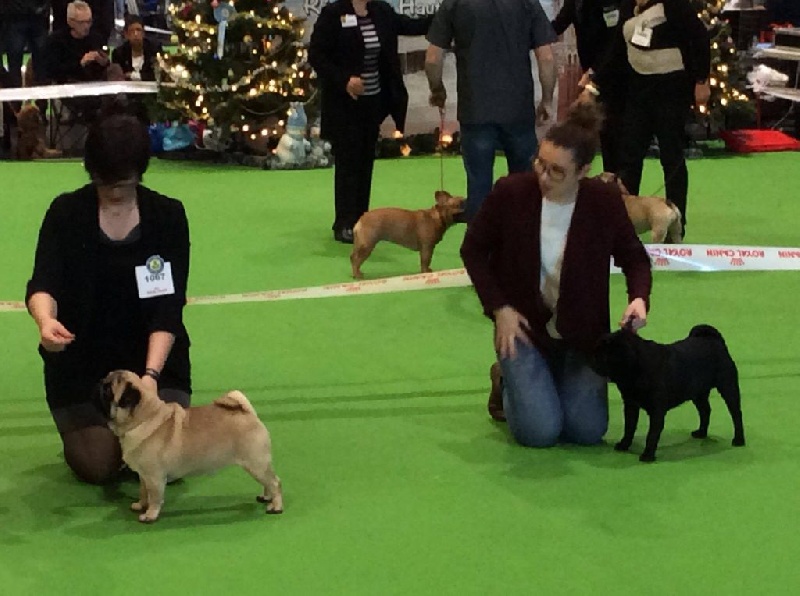 CH. seloy Heathcliff - 1er Excellent+ CACS+ BOB