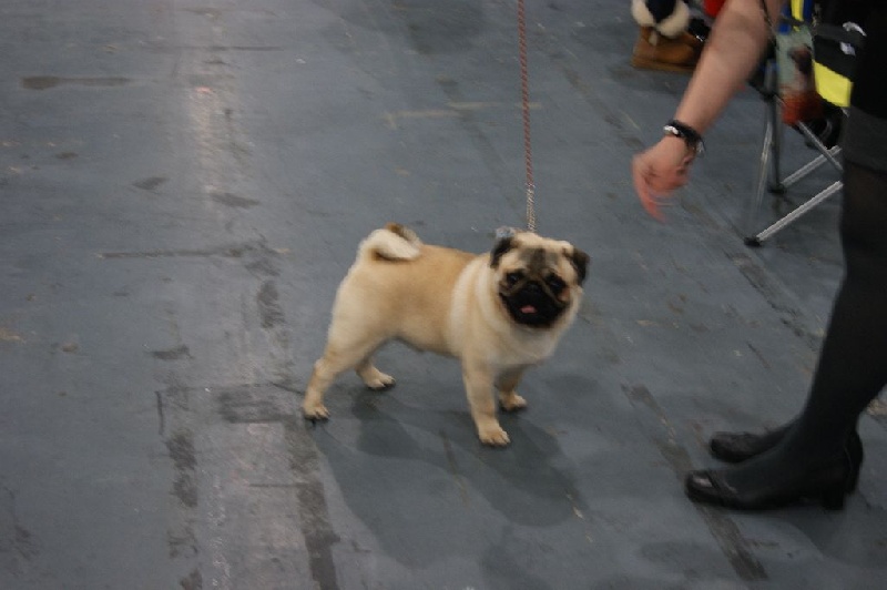 CH. seloy Heathcliff - 1er Très Prometteur