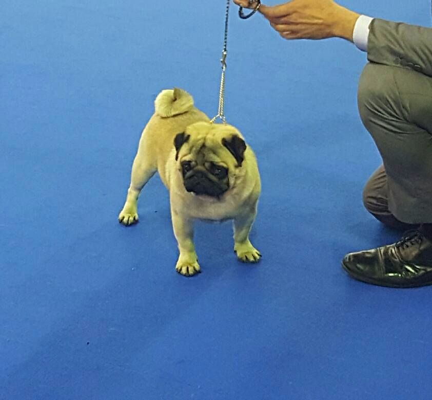 CH. seloy Heathcliff - Bon