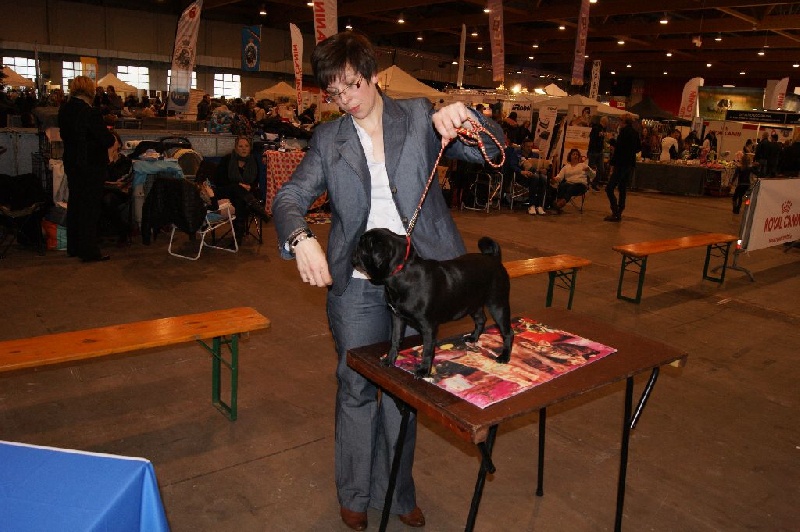 CH. Jane-bennet Des Seigneurs De Pemberley - Prometteur