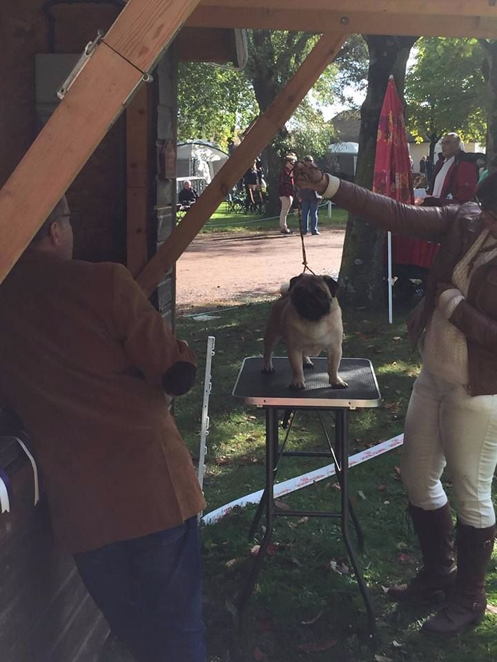 CH. seloy Heathcliff - 3e Excellent