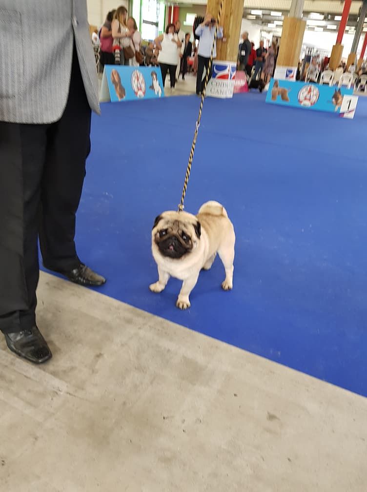 CH. seloy Heathcliff - Excellent