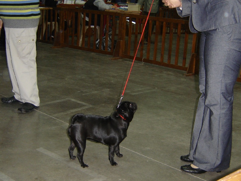 Diem hanh De la bacska - 1er Excellent