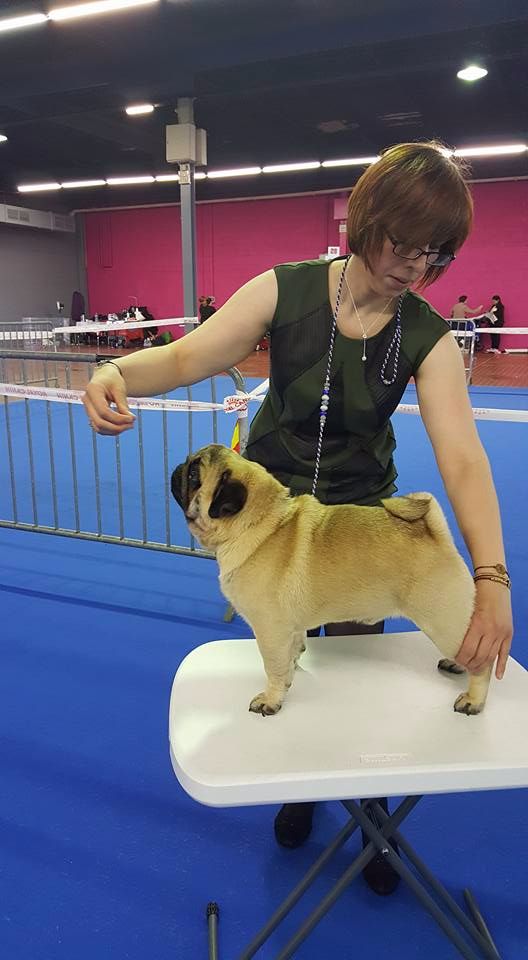 CH. seloy Heathcliff - Très Bon