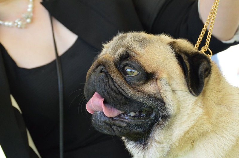 CH. seloy Heathcliff - 1er Excellent + CACS+ BOB