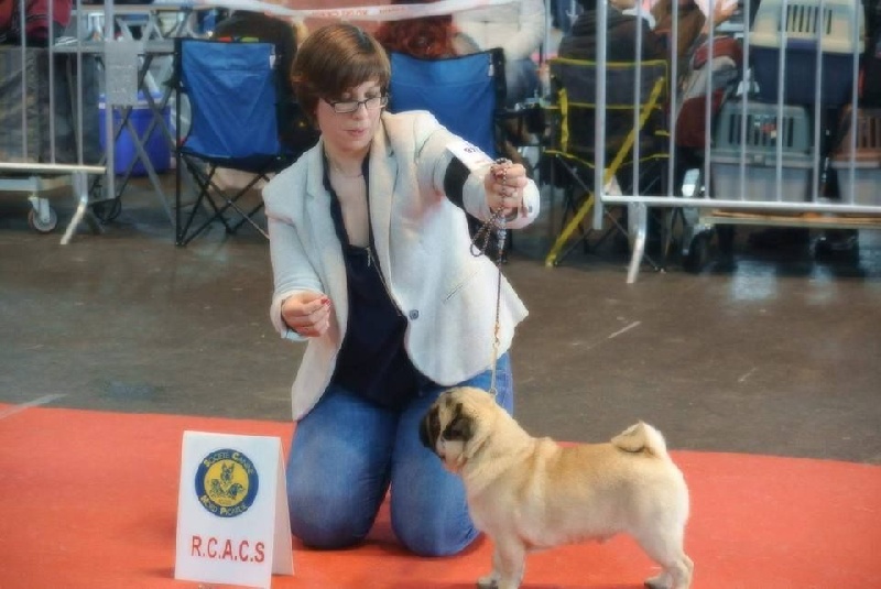 CH. seloy Heathcliff - 1er Excellent + RCACS