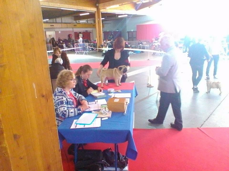 CH. seloy Heathcliff - 2e Excellent+RCACS