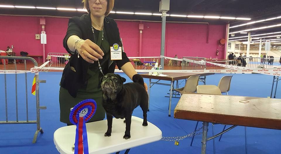 Diem hanh De la bacska - 1er Excellent + Meilleur vétéran de race