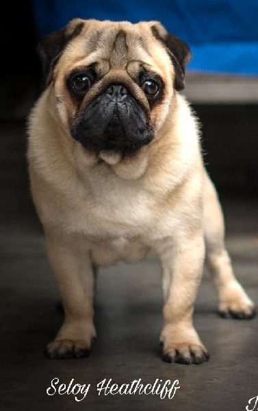 CH. seloy Heathcliff - 2e Excellent