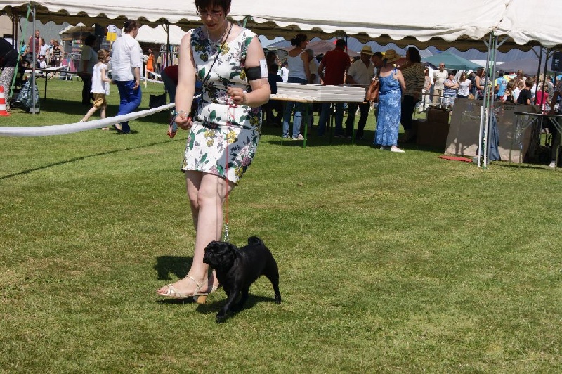 CH. Jane-bennet Des Seigneurs De Pemberley - 2e Excellent