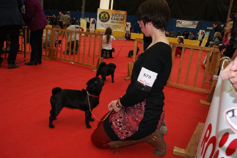 CH. Jane-bennet Des Seigneurs De Pemberley - Très Bon