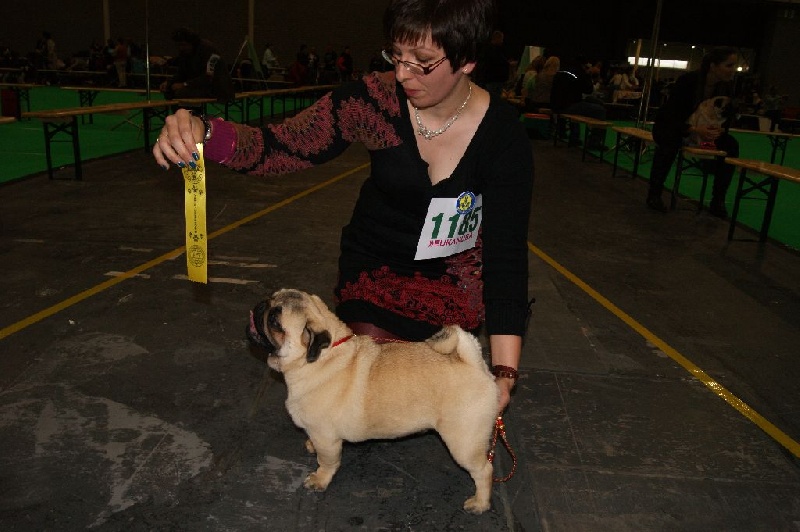 CH. seloy Heathcliff - 1er Très Prometteur