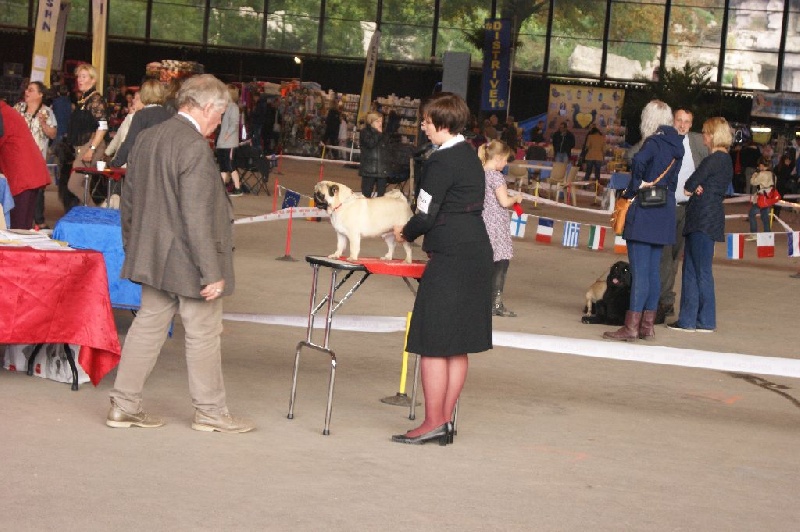 CH. seloy Heathcliff - Très prometteur + Meilleur Puppy de race