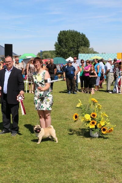 CH. seloy Heathcliff - 2e BIS Puppy