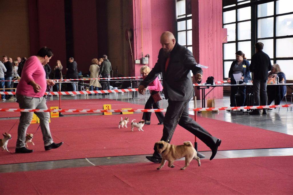 CH. seloy Heathcliff - 1er Excellent + CAC + CACIB + BOS