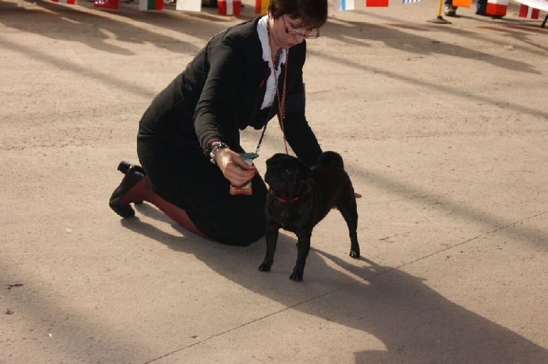CH. Jane-bennet Des Seigneurs De Pemberley - 2e Très Bon