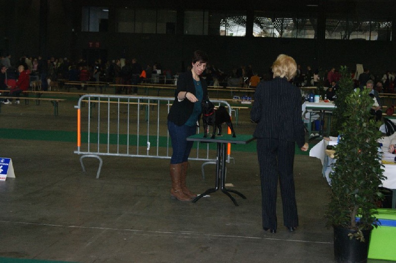 CH. Jane-bennet Des Seigneurs De Pemberley - Très Prometteur