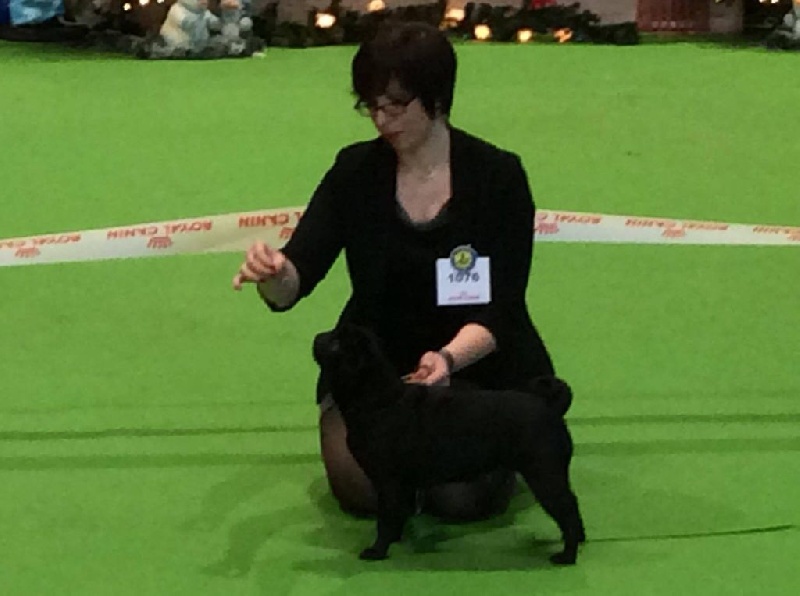 CH. Jane-bennet Des Seigneurs De Pemberley - 1er Excellent+ RCACS