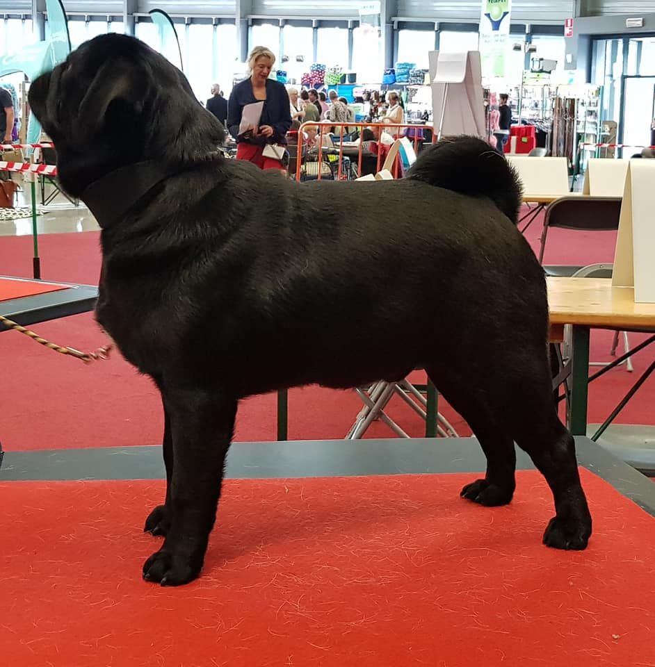 Octavius augustus Des Seigneurs De Pemberley - Très Prometteur + Meilleur Puppy de race