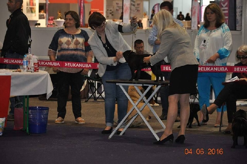 CH. Jane-bennet Des Seigneurs De Pemberley - Très Bon