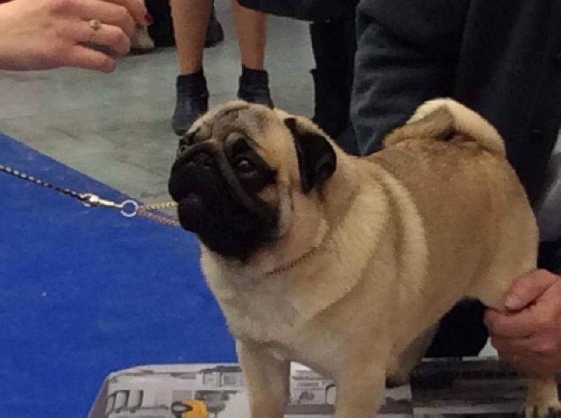 CH. seloy Heathcliff - 2e Excellent + RCACS