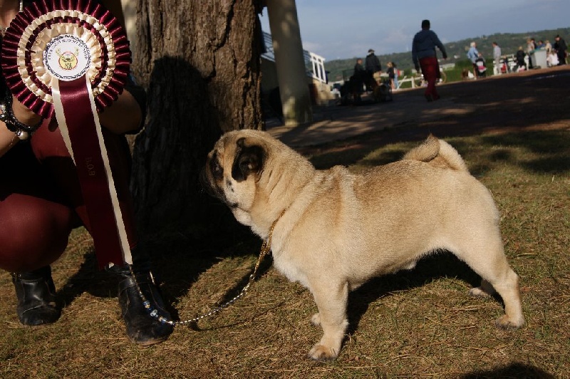 CH. seloy Heathcliff - 1er Excellent + CACS+ BOB