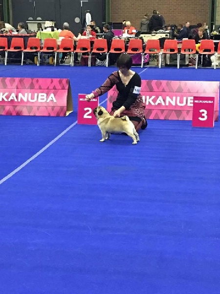 CH. seloy Heathcliff - 2e Excellent