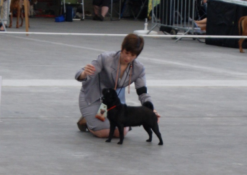 CH. Jane-bennet Des Seigneurs De Pemberley - 3e Excellent