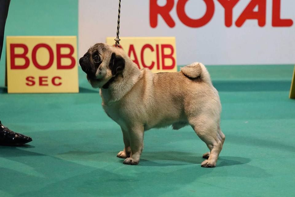 CH. seloy Heathcliff - 1er Excellent + CAC + RCACIB