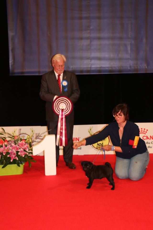 Octavius augustus Des Seigneurs De Pemberley - Très Prometteur + Meilleur Baby de race + BIS Baby