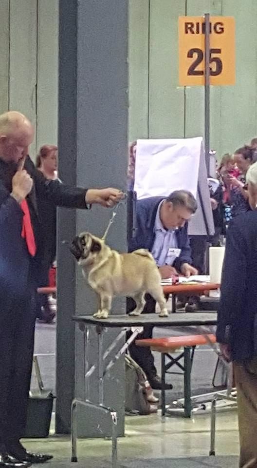 CH. seloy Heathcliff - 2e Excellent+RCACL