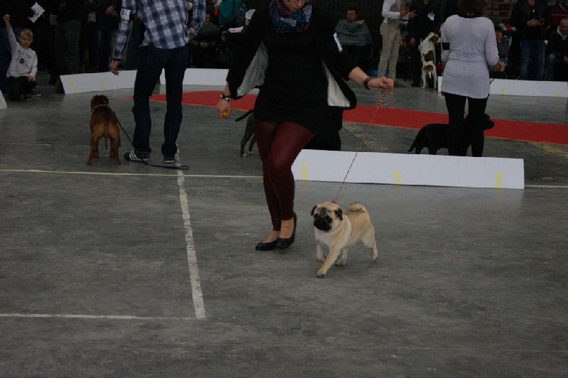 CH. seloy Heathcliff - Très Prometteur + Meilleur Puppy de race