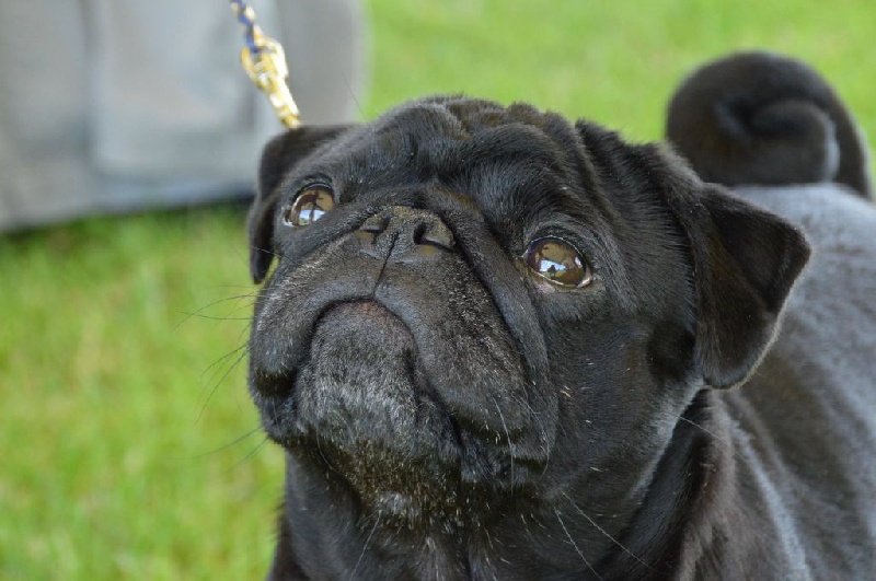 Diem hanh De la bacska - 3e Excellent