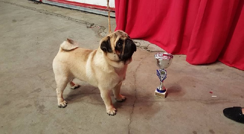 CH. seloy Heathcliff - 1er Excellent + Meilleur Jeune