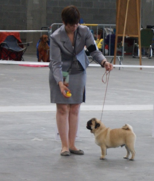 CH. seloy Heathcliff - 1er Très Prometteur + Meilleur Puppy de Race