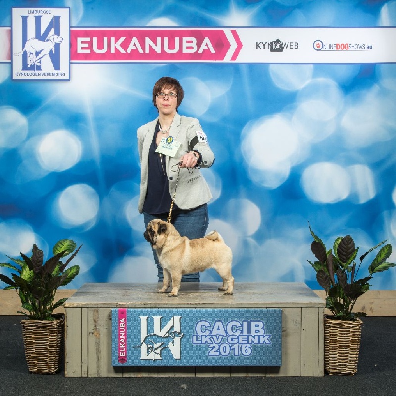 CH. seloy Heathcliff - 1er Excellent + Meilleur Jeune