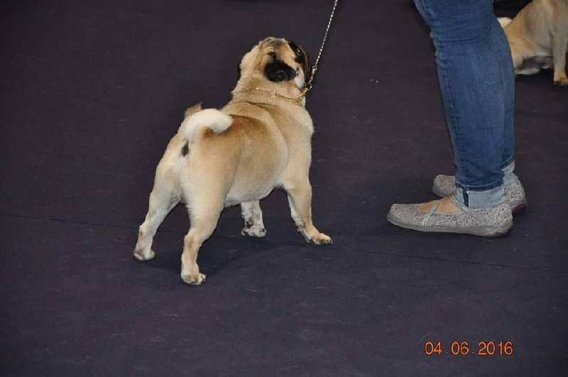 CH. seloy Heathcliff - Très Bon