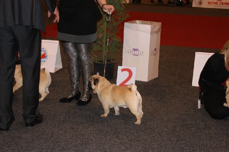 CH. seloy Heathcliff - 2e Excellent