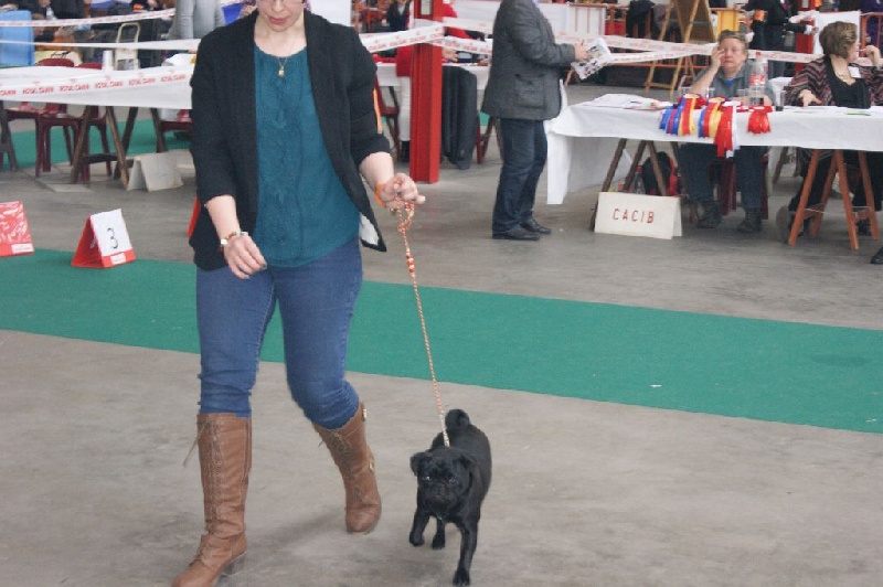 CH. Jane-bennet Des Seigneurs De Pemberley - 2e Prometteur