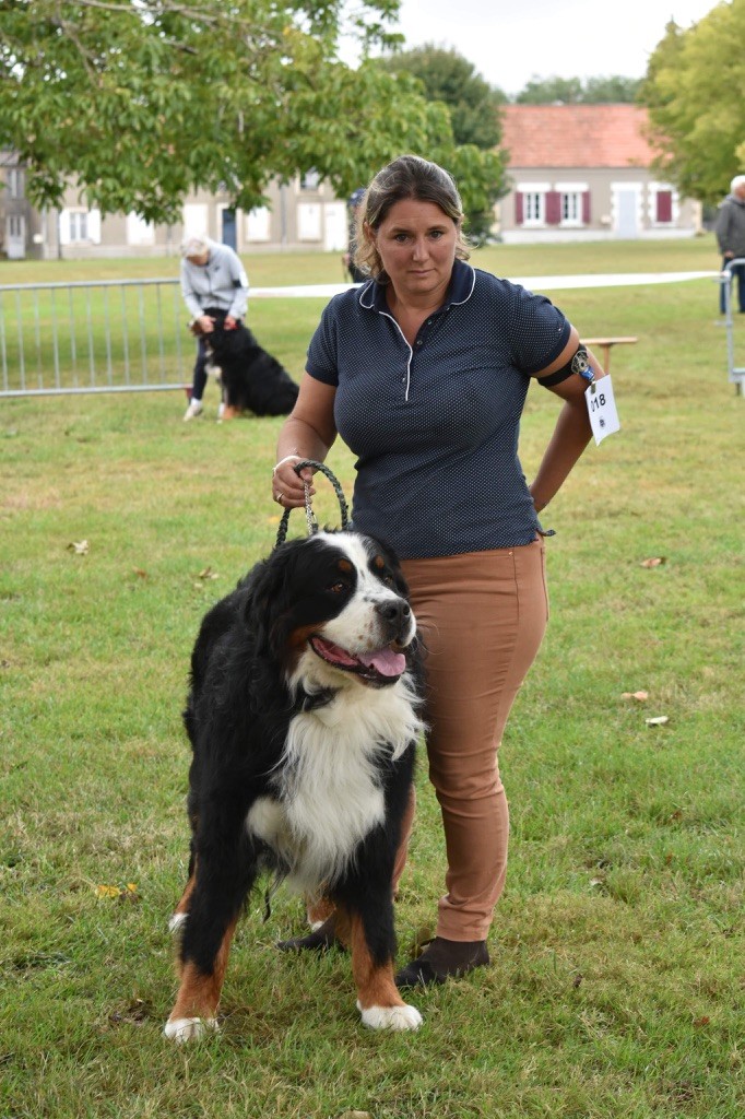 Rafale amenothes Du bois de cissard - EXCELLENT