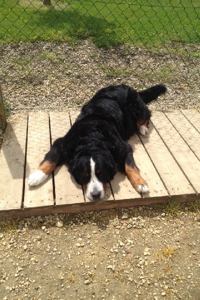 Eragone D'Ainhoa - 1er EXCELLENT